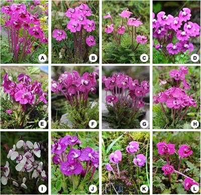 <mark class="highlighted">Cryptic Species</mark> Diversification of the Pedicularis siphonantha Complex (Orobanchaceae) in the Mountains of Southwest China Since the Pliocene